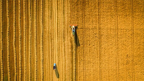 grains-article